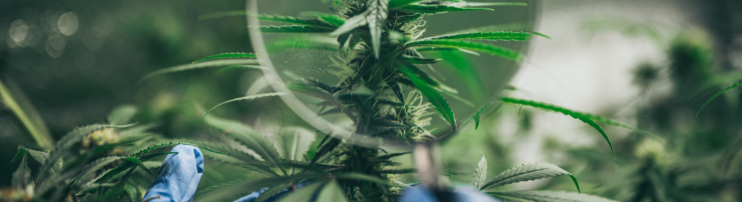 I 3 principali metodi di coltivazione della Cannabis